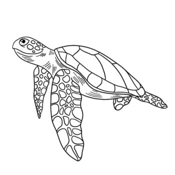 Free Vector | Hand drawn turtle outline illustration