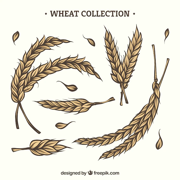 Free Vector | Hand drawn wheat collection