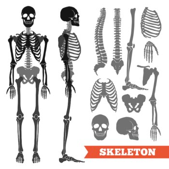 Free Vector | Human bones and skeleton set