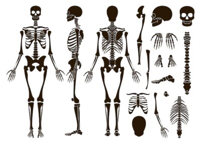 Free Vector | Human bones skeleton structure elements set