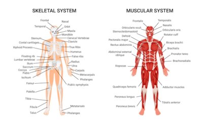 Free Vector | Human muscular skeletal systems, informative poster
