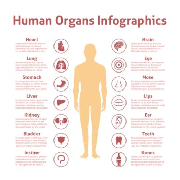 Free Vector | Human organs icons with male figure infographics set vector illustration