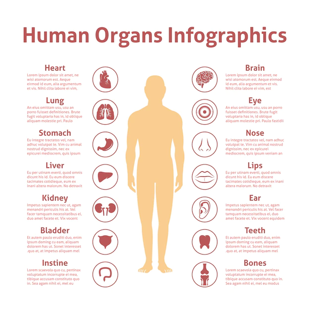 Free Vector | Human organs icons with male figure infographics set vector illustration