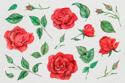 Free Vector | Illustration of rose and leaf set