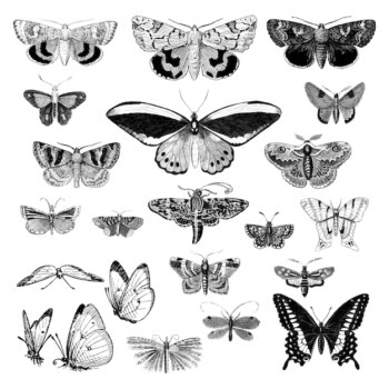 Free Vector | Illustration set of various insects