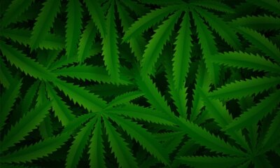 Free Vector | Marijuana or cannabis leaf background
