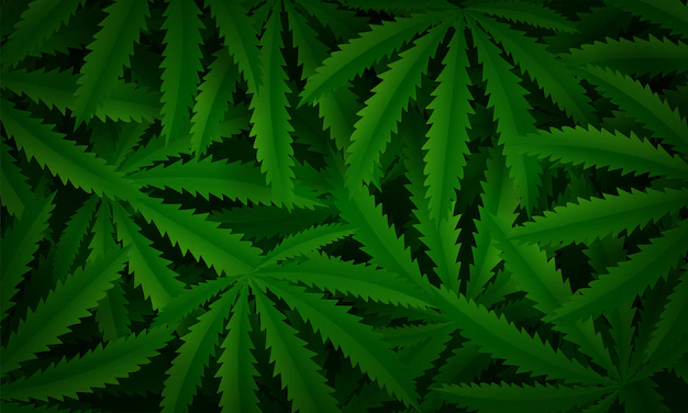 Free Vector | Marijuana or cannabis leaf background