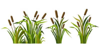 Free Vector | Marsh reed grass set of swamp cattails vector bulrush