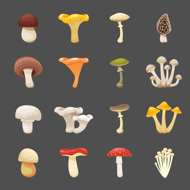 Free Vector | Mushrooms illustration for menus and recipes. edible and poisonous food