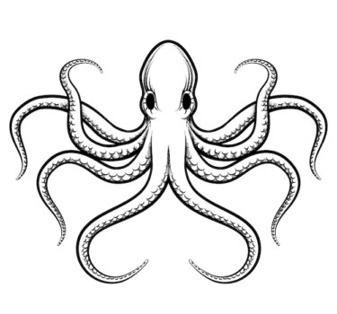 Free Vector | Octopus illustration. beautifully painted octopus black lines on a white background