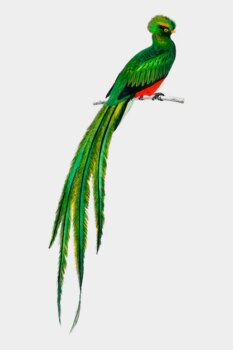 Free Vector | Pavonine quetzal (pharomachrus pavoninus) illustrated by charles dessalines d'orbigny (1806-1876).