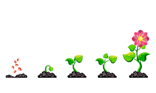 Free Vector | Phases plant growth infographic.