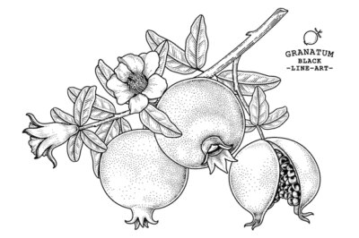 Free Vector | Pomegranate fruit hand drawn retro illustration