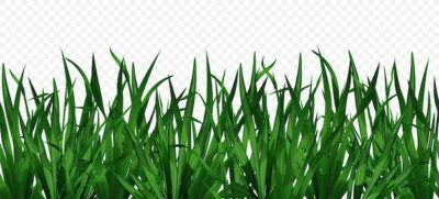 Free Vector | Realistic green grass