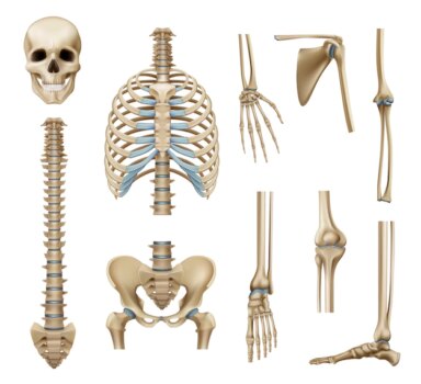 Free Vector | Realistic human skeleton parts set