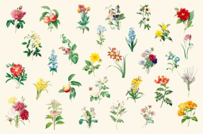 Free Vector | Set of beautiful blooming wildflowers