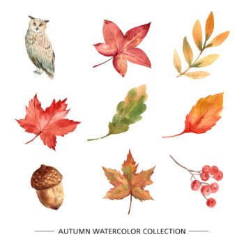 Free Vector | Set of foliage with watercolor