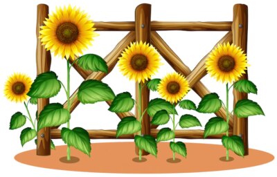 Free Vector | Sunflowers and wooden fence