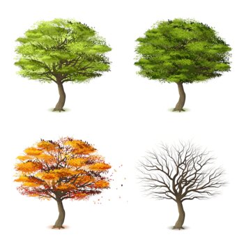 Free Vector | Trees in four seasons