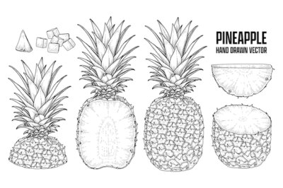 Free Vector | Tropical plant pineapple hand drawn sketch vector botanical illustrations
