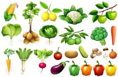 Free Vector | Various kind of vegetables illustration