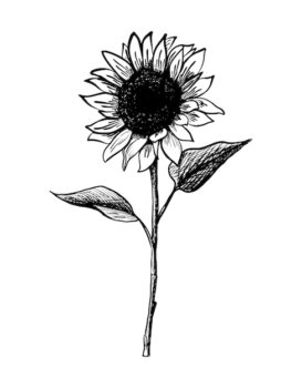 Free Vector | Vector hand drawn icon sunflower isolated on white background