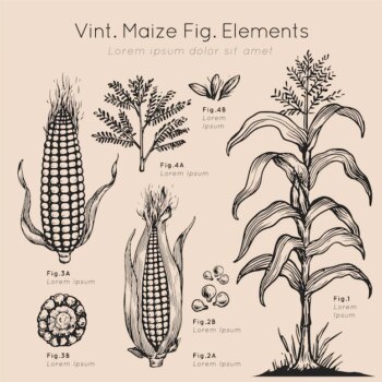 Free Vector | Vint maize elements hand drawn