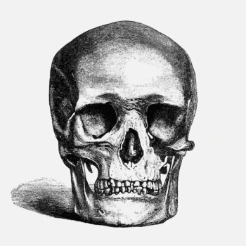 Free Vector | Vintage human skull illustration