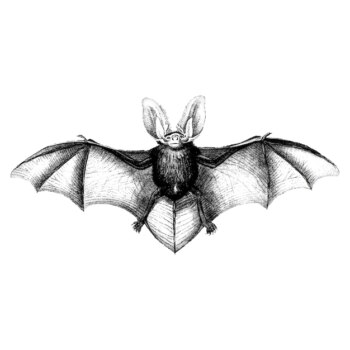 Free Vector | Vintage illustrations of bat