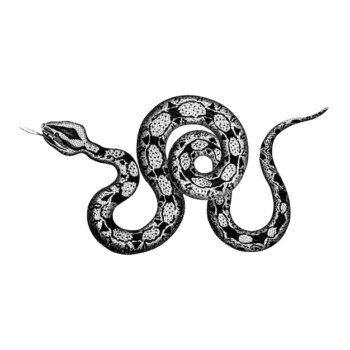 Free Vector | Vintage illustrations of constrictor boa