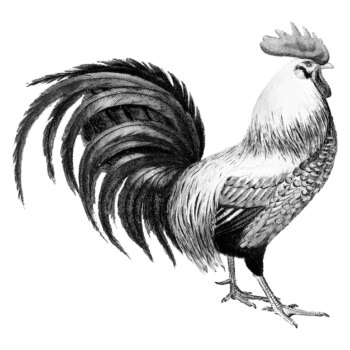 Free Vector | Vintage illustrations of rooster