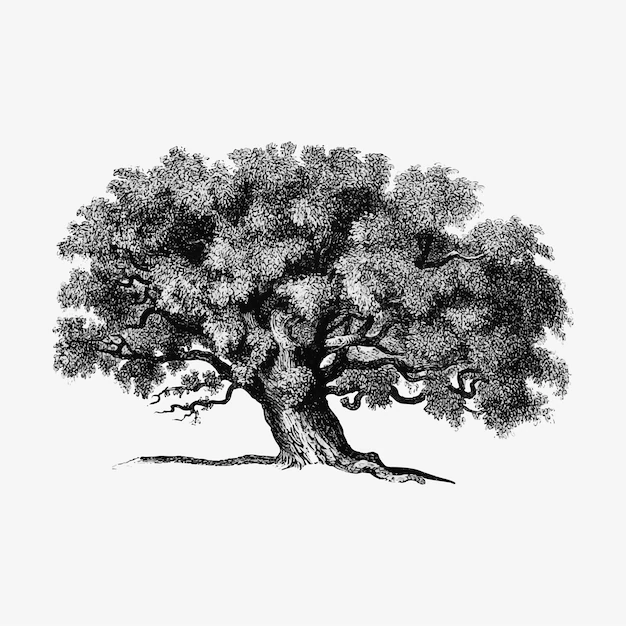 Free Vector | Vintage tree illustration