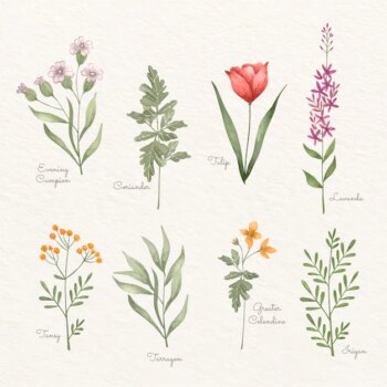 Free Vector | Watercolor botanical flower chart set