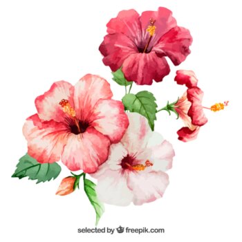 Free Vector | Watercolor hibiscus flowers