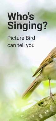 free download Picture Bird - Bird Identifier Mod Apk,