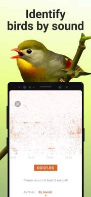 Picture Bird - Bird Identifier Mod Apk,  