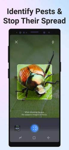 Picture Insect & Spider ID Apk,