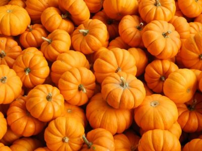 Free Photo | Close up shot of fresh pumpkins in different shapes and sizes - perfect for a