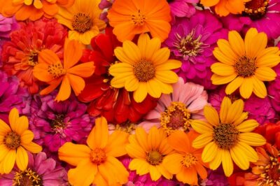 Free Photo | Gorgeous arrangement of flowers wallpaper
