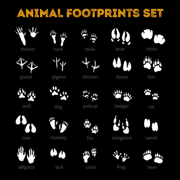 Free Vector | Animal track black background