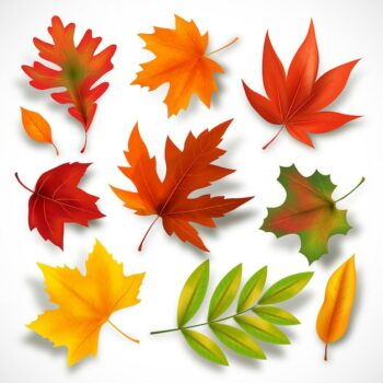 Free Vector | Autumn leaves collection