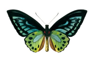 Free Vector | Butterfly