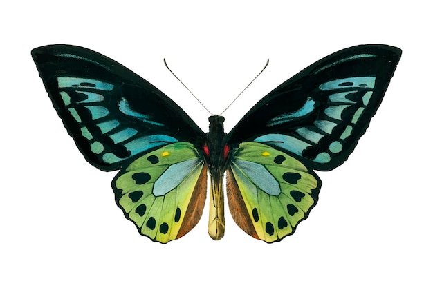 Free Vector | Butterfly