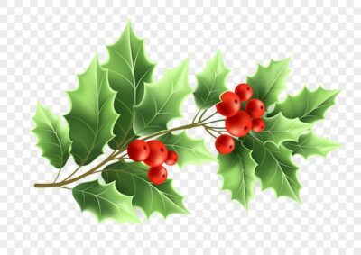 Free Vector | Christmas holly tree branch realistic illustration. color twig with green leaves and red berries on transparent background. xmas decorative plant. greeting card, banner design element. isolated vector