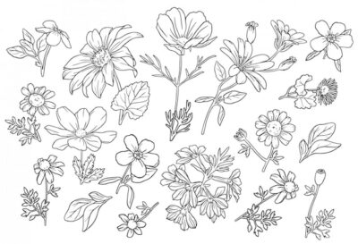 Free Vector | Collection wild flowers