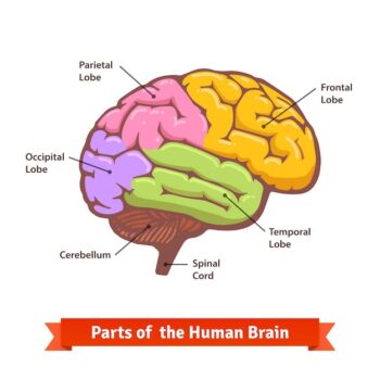 Free Vector | Colored and labeled human brain diagram