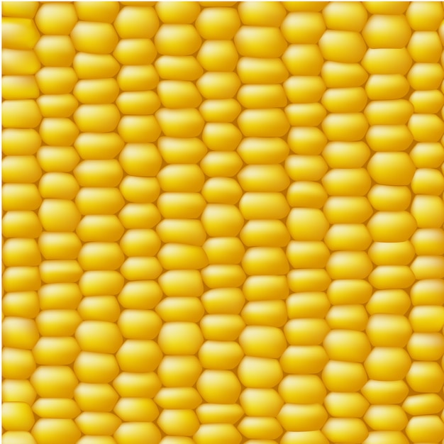 Free Vector | Corn background