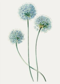 Free Vector | Dandelion flower