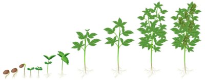 Free Vector | Different stages of cannabis plant growing