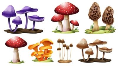 Free Vector | Different types of mushrooms